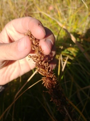 Platanthera dilatata albiflora