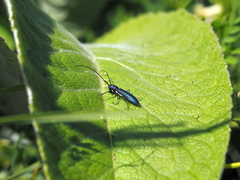 Agapanthiola leucaspis