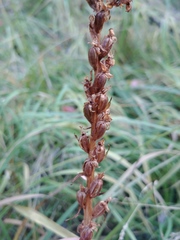 Platanthera dilatata albiflora