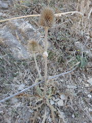 Dipsacus comosus