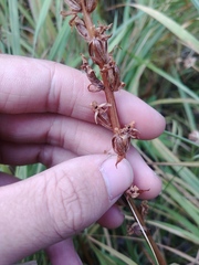Platanthera dilatata albiflora