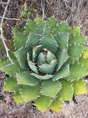 Agave nuusaviorum