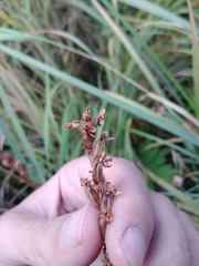Platanthera dilatata albiflora