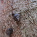Chestnut Barksnail - Photo no rights reserved, uploaded by Louis L. Lodder