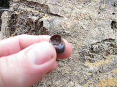 Gittenedouardia spadicea