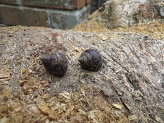 Gittenedouardia spadicea