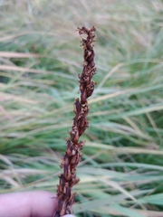 Platanthera dilatata albiflora