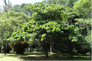 Terminalia catappa