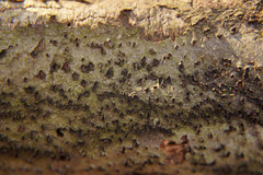 Xylariomycetidae