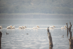 Pelecanus onocrotalus