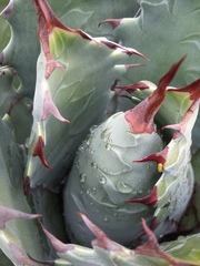 Agave nuusaviorum
