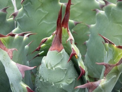 Agave nuusaviorum