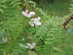 Sorbus koehneana