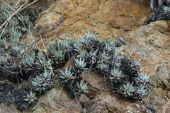 Dudleya virens hassei