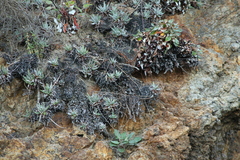Dudleya virens hassei