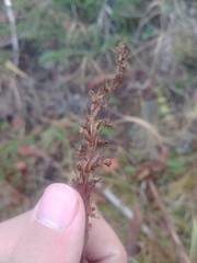 Platanthera dilatata albiflora