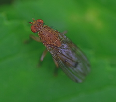 Suillia notata