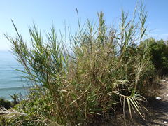 Arundo micrantha