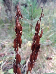 Corallorhiza maculata