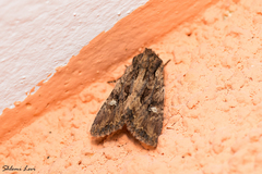 Polymixis trisignata