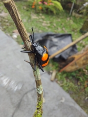 Scaphidomorphus bosci