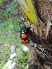 Scaphidomorphus bosci