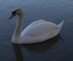 Cygnus olor