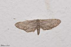 Idaea longaria