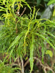 Melicope denhamii