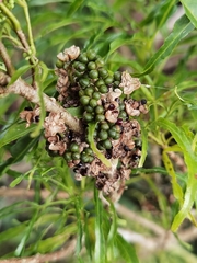 Melicope denhamii