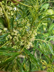 Melicope denhamii