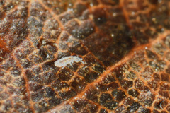 Parisotoma notabilis