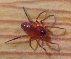 Styloctetor purpurescens