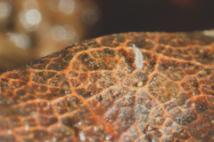 Parisotoma notabilis