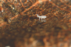 Parisotoma notabilis