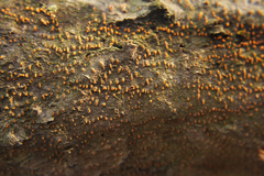 Xylariomycetidae