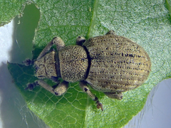 Strophosoma capitatum