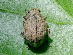 Strophosoma capitatum