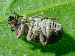 Strophosoma capitatum