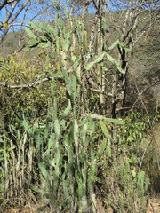 Opuntia auberi