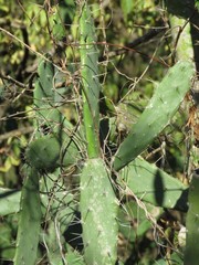 Opuntia auberi