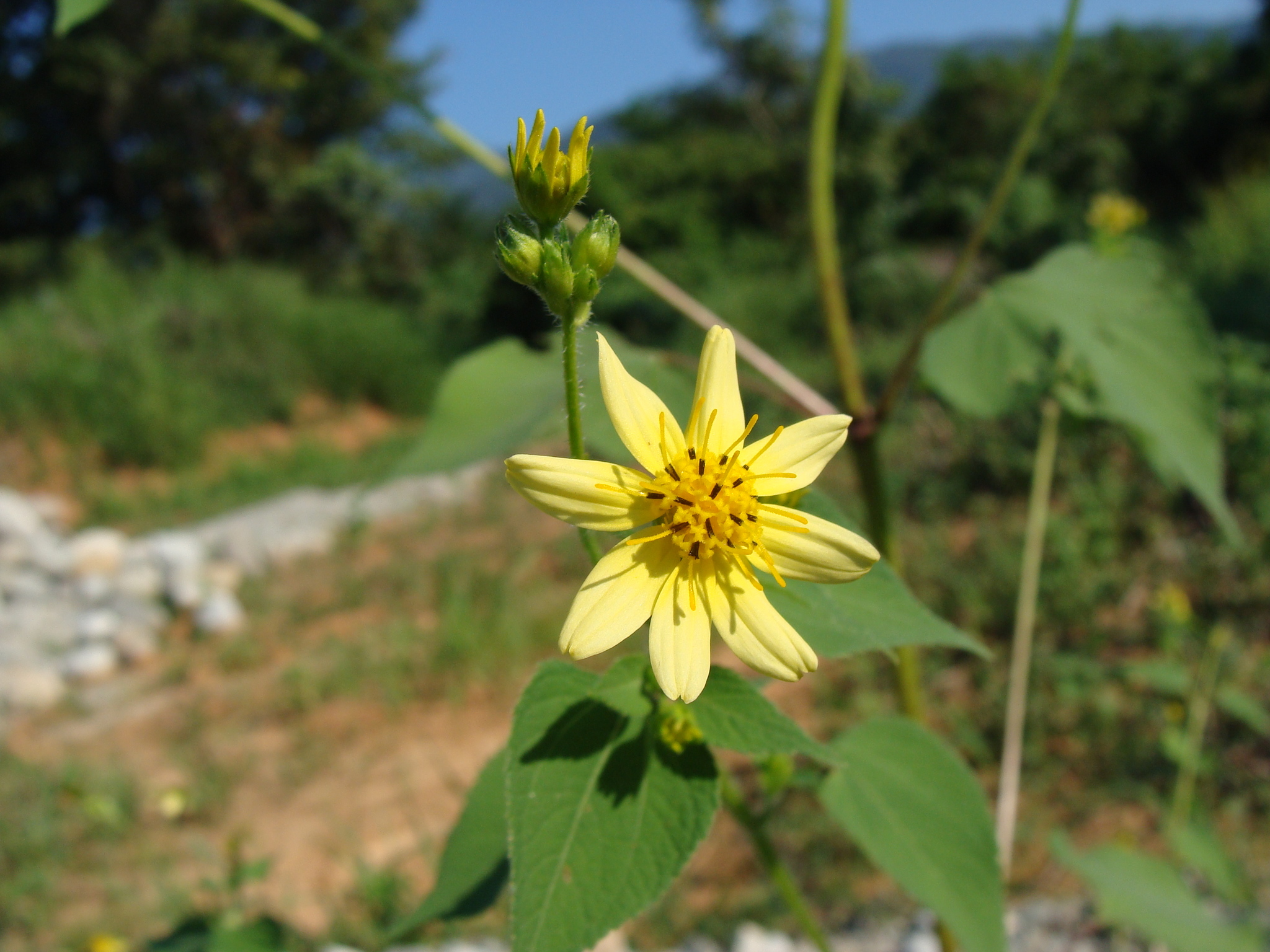 Baltimora recta