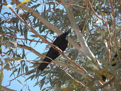Corvus bennetti
