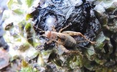 Allonemobius maculatus