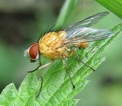Pegomya testacea