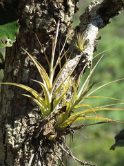 Tillandsia achyrostachys