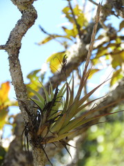 Tillandsia achyrostachys