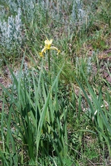 Iris halophila