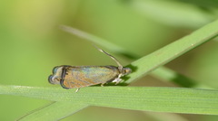 Dichrorampha sedatana