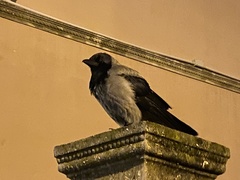 Corvus cornix